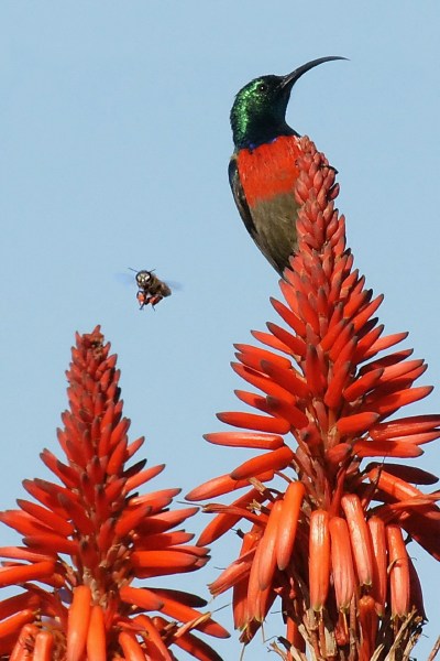 011 - Lenske Boortmeerbeek - Eddy De Legher - SunbirdWithBee